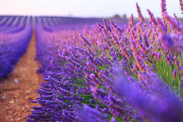 Fototapeta premium Lavender rows