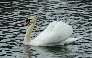 Swan on the lake 2