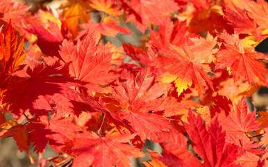 Naklejka na ściany i meble Autumn red maple