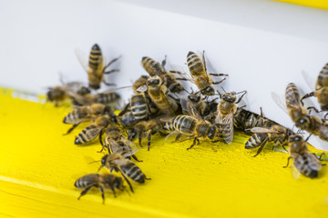 bee hive