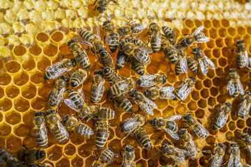 bee frame close up