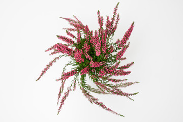 Beautiful heather flowers in pots placed on white table
