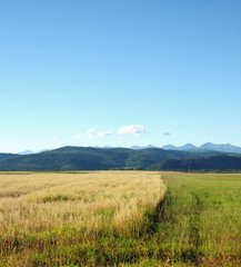 Fototapeta premium The last days of summer. Agricultural landscape. The boundary between the fields with unharvested grain harvest. Blue sky with cumulus clouds. Mountains on the horizon. Photo partially tinted.