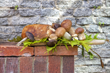 Autumn forage picking of wild mushrooms including porcini on wooden plank with fern leaves, on red bricks against grey wall