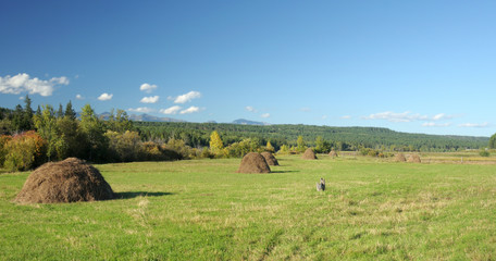 The last days of summer. Agricultural landscape. The boundary between the fields with unharvested grain harvest. Blue sky with cumulus clouds. Mountains on the horizon. Photo partially tinted.