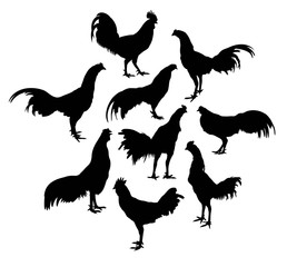 Roosters crowed silhouettes Activities, art vector design