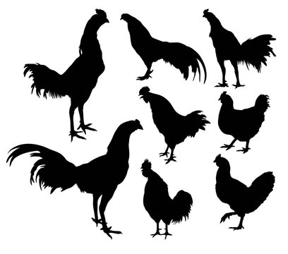 Silhouette Roosters, art vector design