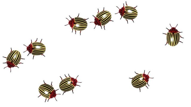 Swarm of colorado beetles, CG animated on white, seamless loop