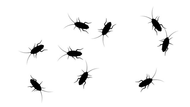 Swarm of cockroaches, CG animated silhouettes on white, seamless loop