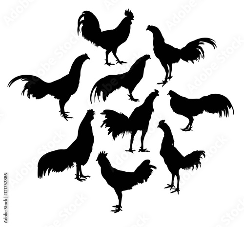 Roosters Crowed Silhouettes Activities Art Vector Design Stockfotos Und Lizenzfreie Vektoren