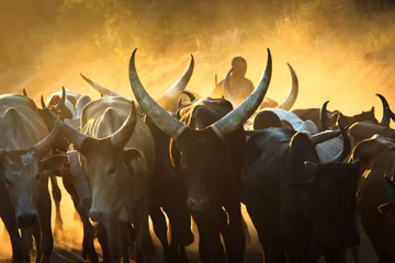 Fototapete Afrika Rinder Sonnenuntergang in Afrika
