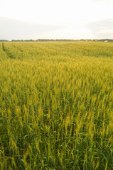 field of rye and sunny day