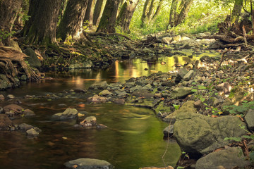 Deep forest creek with rocks a brown roots in golden sunlights