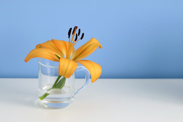 single orange lily in a grass of clear water, purity or freshness concept