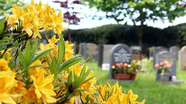 Daylillies (Hemerocallis) flowers growing in a churchyard in north west England with well-kept gravestones beyond.