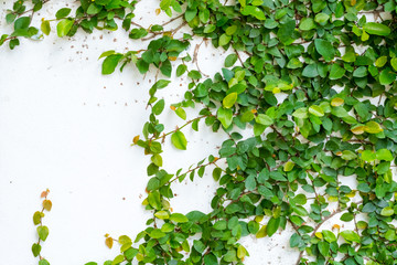 white wall with ivy plant
