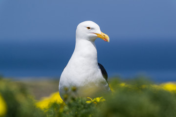 Möwe im Blumen-Meer