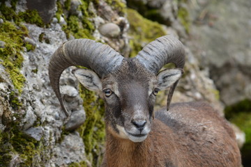 mufflon