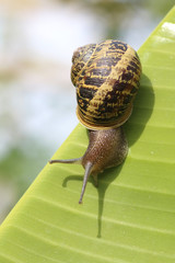 snail in a banana´s leaf