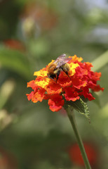 bee in a flower