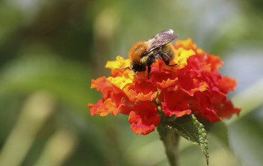 bee in a colorful flower