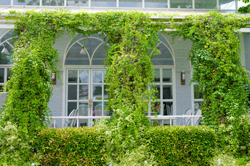 store front with green ivy