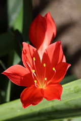 close up of a red lily