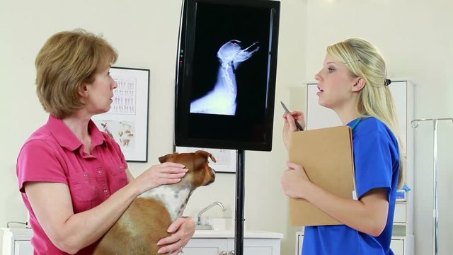 A pretty veterinarian explains xray image of small terrier dog to pet owner.