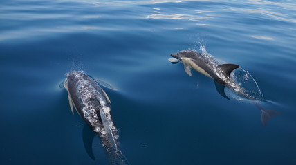 Dolphins