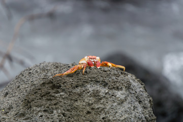 red crab on rock