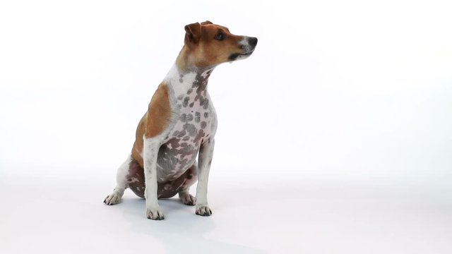 A curious little terrier on a white backdrop cocks and turns his head in response to something or someone off camera.