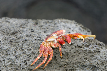 red crab on rock