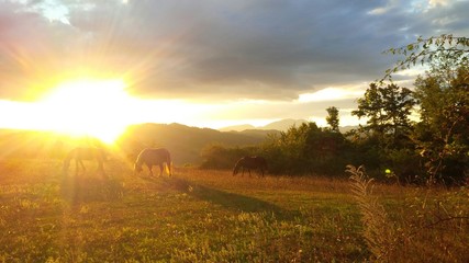 cavalli al tramonto