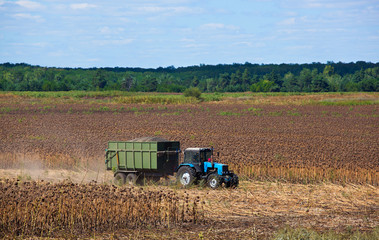 Big blue tractor rides through the field with a trailer loaded with sunflower seeds. Autumn harvest.