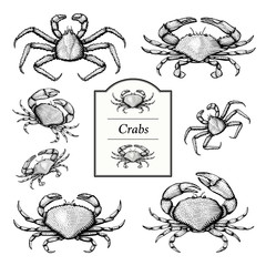 Crab Illustrations in a vintage style © iadaart