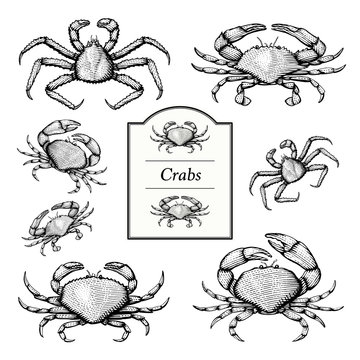 Crab Illustrations in a vintage style