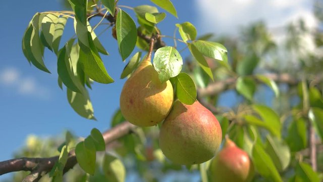Pears and leaves. Ripe fruits under sunlight. Natural food grown without pesticides. Be grateful to nature.