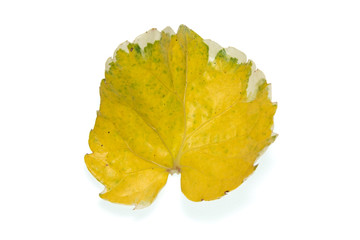Naklejka premium Yellow leaves
