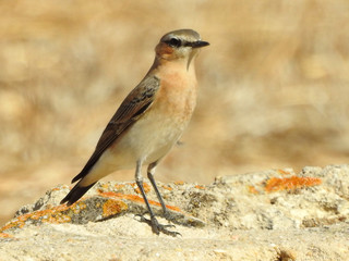 Northern Wheatear (Oenanthe oenanthe)
