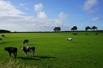 Irische Landschaft mit schwarz-weißen Kühen