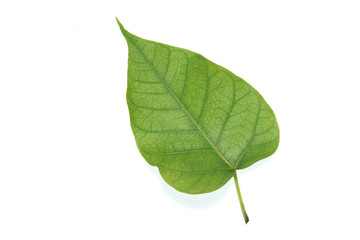 Bo leaf