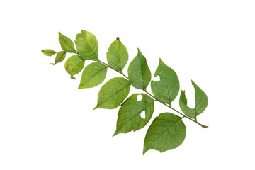 Fototapeta na wymiar Close up of green leaves on white background isolated;