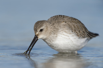 A Dunlin searches for food in the shallow blue water on a sunny day.