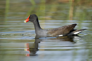 A strange looking Common Gallinule swims along in calm water on a bright sunny day.