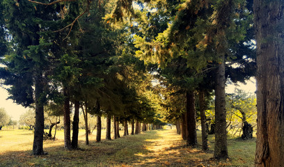 Naklejka premium Path leading through the coniferous pine