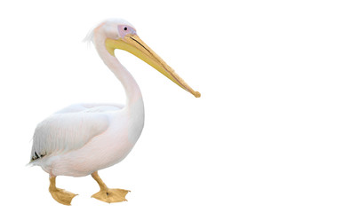 Fototapeta na wymiar Potrait Of A Pelican