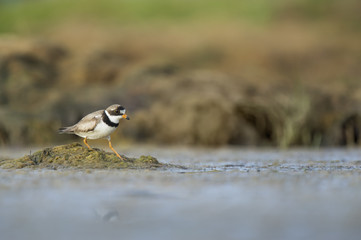 A Semipalmated Plover uses its feet to stir up food in the shallow mud flats on a sunny morning.