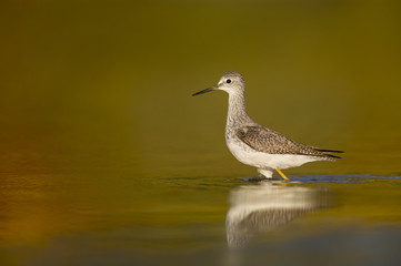A Lesser Yellowlegs wades in the shallow water early in the morning against a warm yellow and red background with a soft reflection.