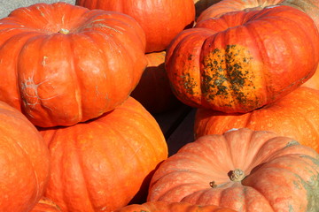 Orangefarbene Muskat-Kürbisse, Speisekürbisse
