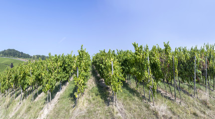 Fototapeta na wymiar bunch of green grapes on grapevine right before harvest
